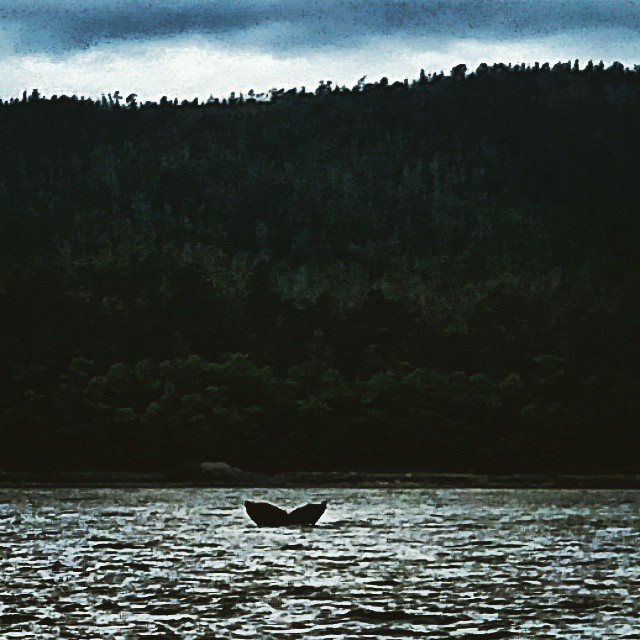 A whale of a tale in Juneau!